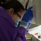 scientist readies saliva-filled pipette tips for transfer to a 384-well plate.