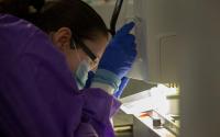 scientist readies saliva-filled pipette tips for transfer to a 384-well plate.